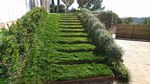 photograph of a garden with grassy staircase