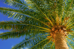 photograph of palm tree in a garden