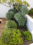 photograph of plants in a garden 