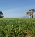 photograph of green grass 
